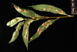 Salix ×fragilis f. fragilis. Leaf galls.
 Image: D. Glenny © Landcare Research 2020 CC BY 4.0